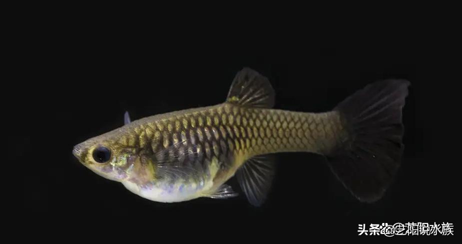 怎么养的孔雀鱼老是死,为什么养的孔雀鱼老是死呢