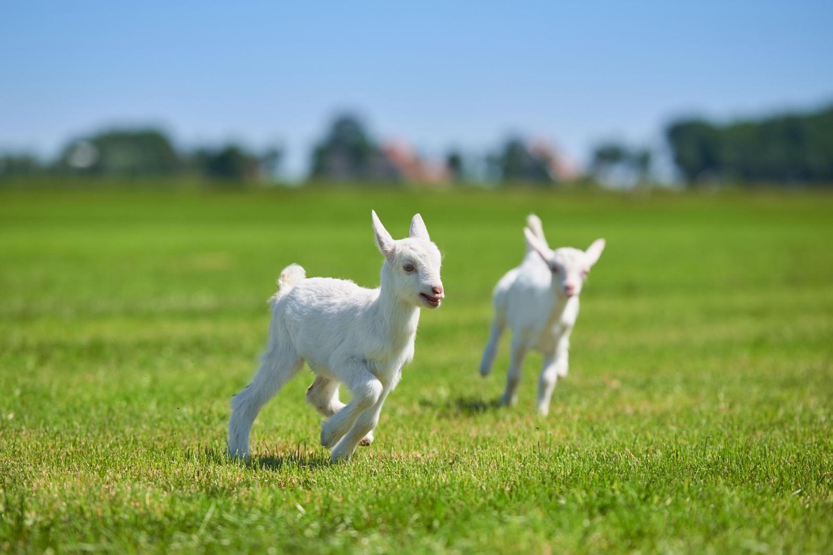 “领头羊”实至名归！澳优旗下佳贝艾特连续5年占比进口婴幼童羊奶粉销售份额超6成