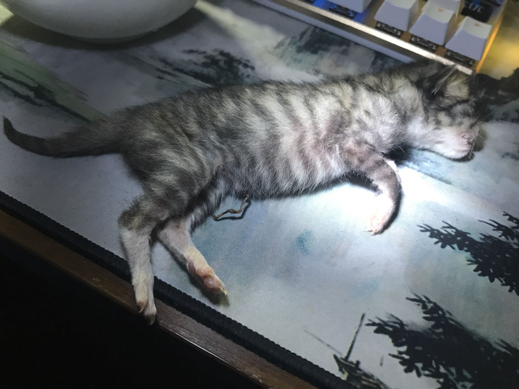 刚出生的猫咪假死和真死的区别,猫咪刚出生为什么会很凶
