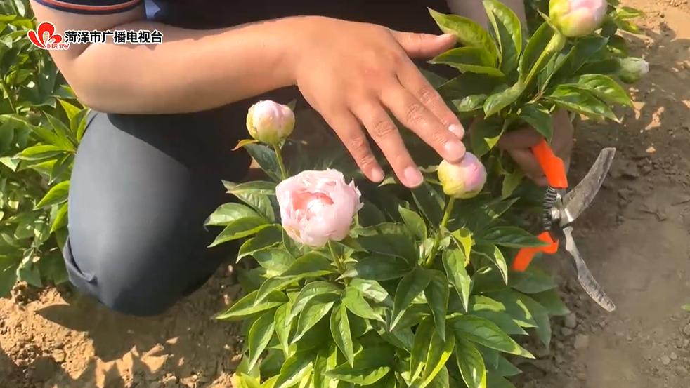 鲜花去哪了？带您在花尽处，又见“花开”