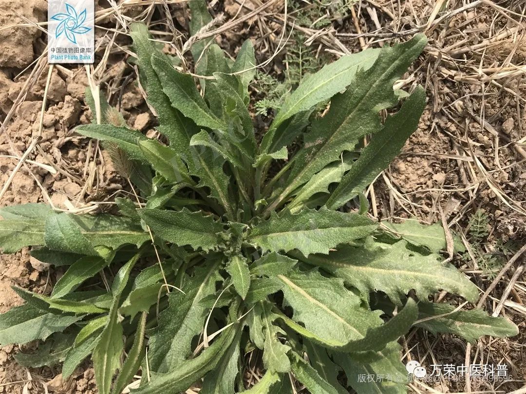 植物幼苗的发展过程详细,植物的幼苗在生长过程中