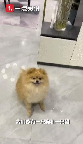 12岁男孩独居把猫狗喂胖,男孩独居66天将自己与猫狗养胖