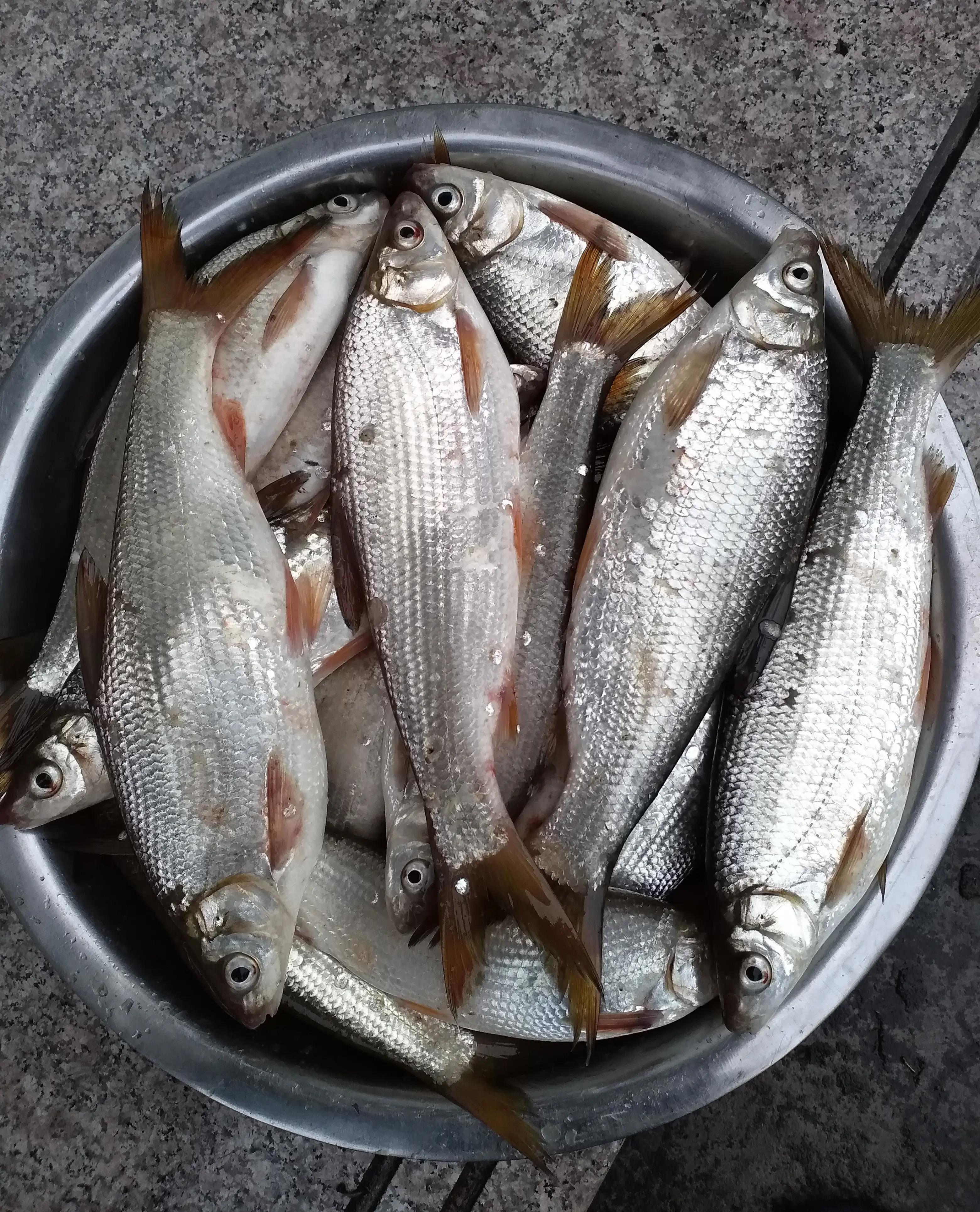 钓鱼经验视频大全,钓鱼经验全集完整版