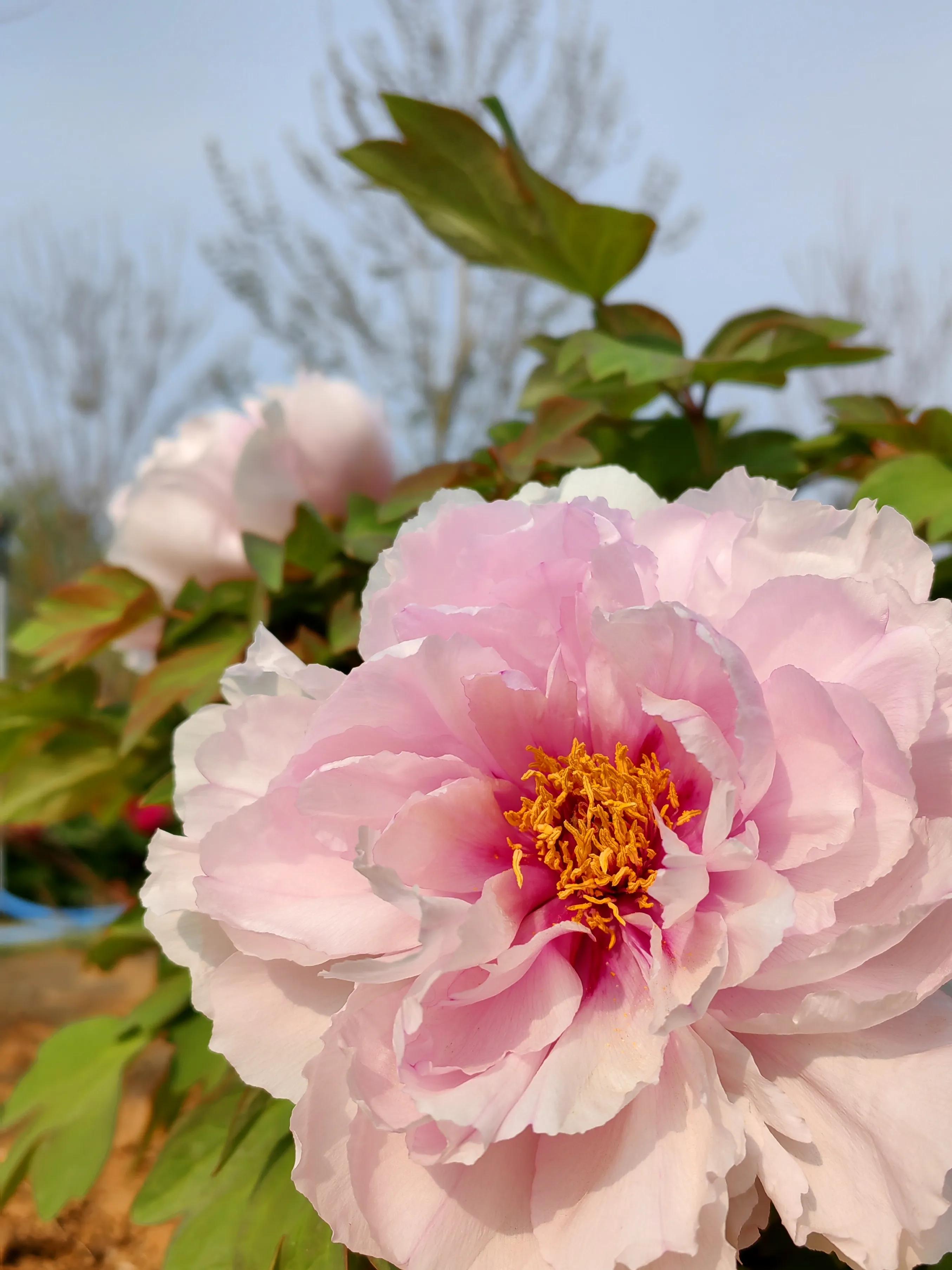 郑州牡丹花季,郑州去哪里看牡丹