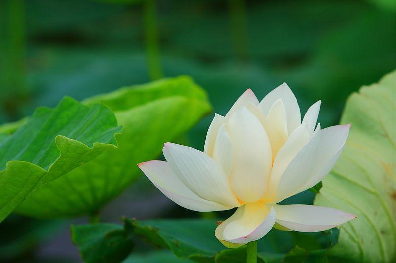 70句唯美荷花诗词,关于荷花的绝美诗句