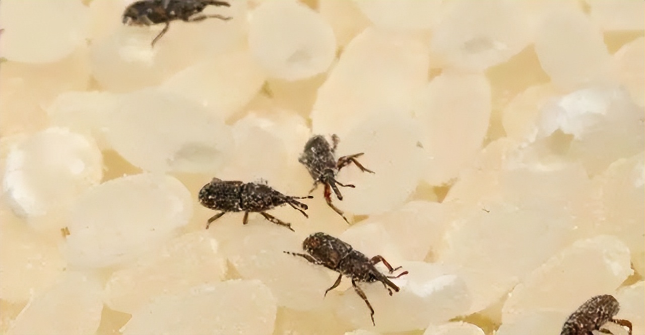 家里米面有虫子是怎么回事,米面有小小虫怎么去除最快方法