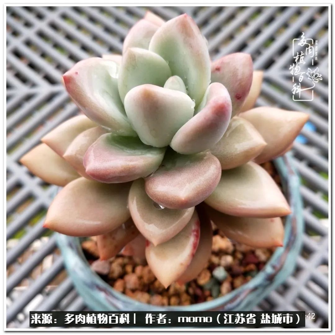 露养一个月的多肉图片,露养多肉春天外面过夜么