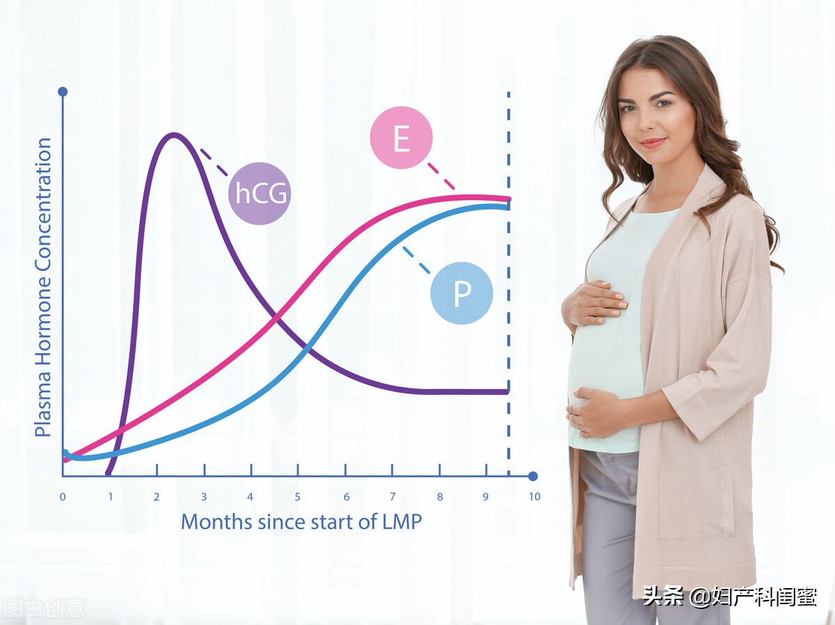 狗怀孕从哪天开始算起,知道具体怀孕时间怎么算预产期