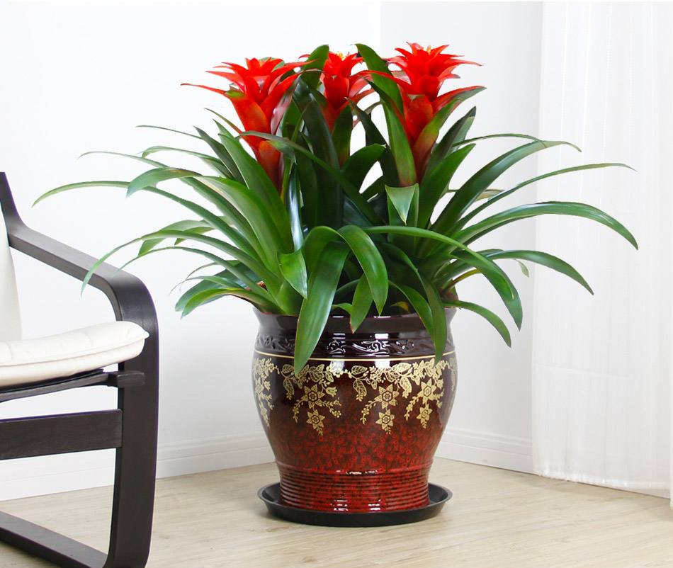 养在家里富贵花有哪些品种,盆栽富贵花怎么种植最好