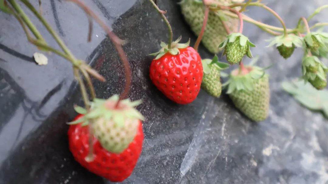 成都市区现实版桃花源记在哪里,成都公交可达的古镇