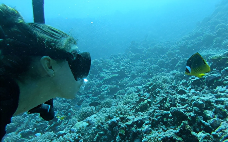 国外美女姐姐海里偶遇一只小鱼，竟引发神奇友谊！网友：前世情人