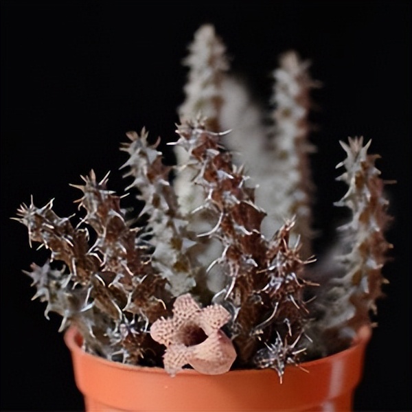 102个大类近500个多肉植物图片，都极其美丽，建议在家中也养一盆