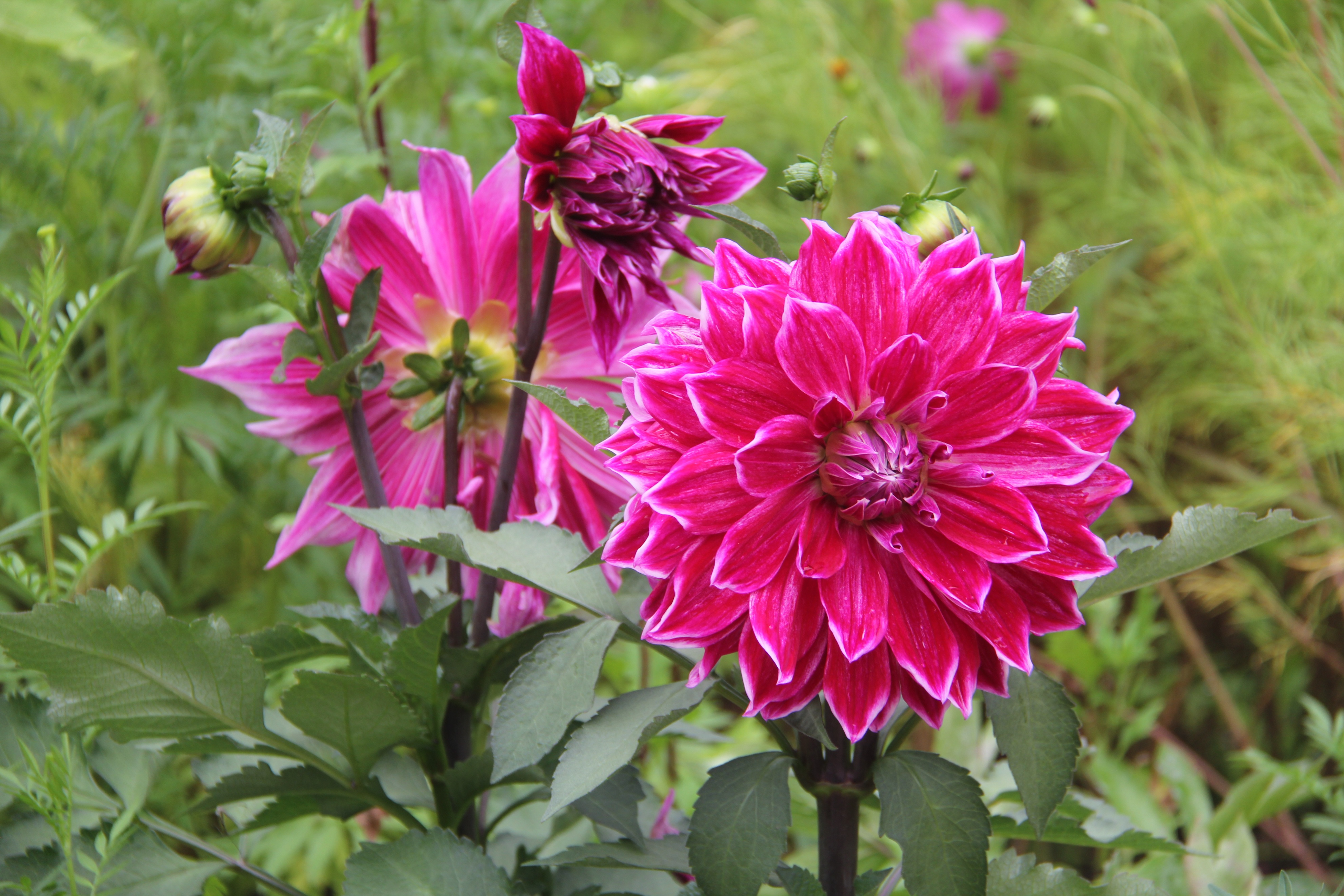 巴山夜雨古诗朗诵,巴山夜雨李商隐古诗朗读