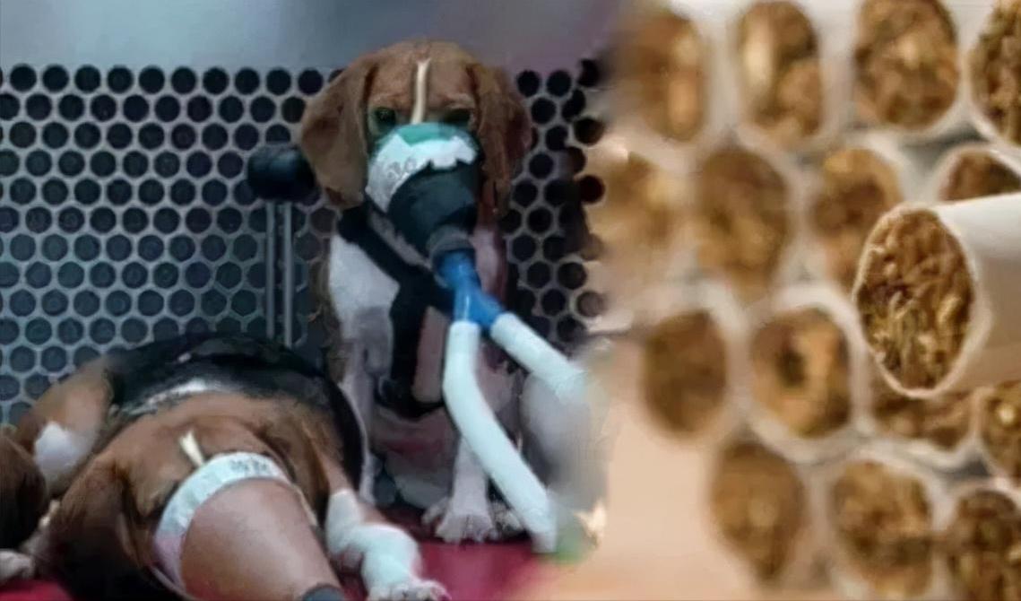 吸烟有害吗？英国*草烟**公司用48只狗做实验，三年每天抽100根烟