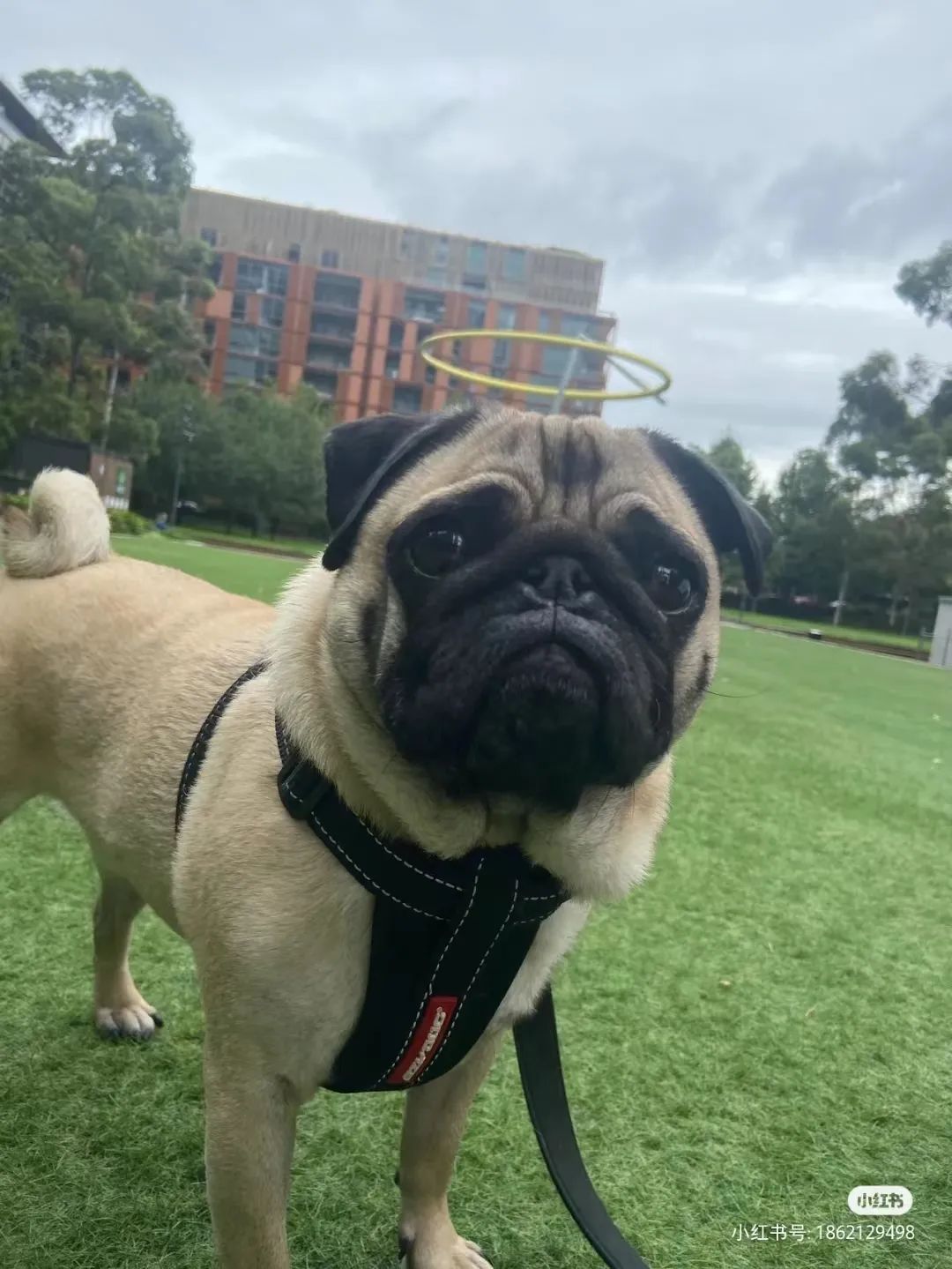 何老师抱狗撒尿，三石弟弟跳舞洗狗…这些破图我看一次笑一次哈哈