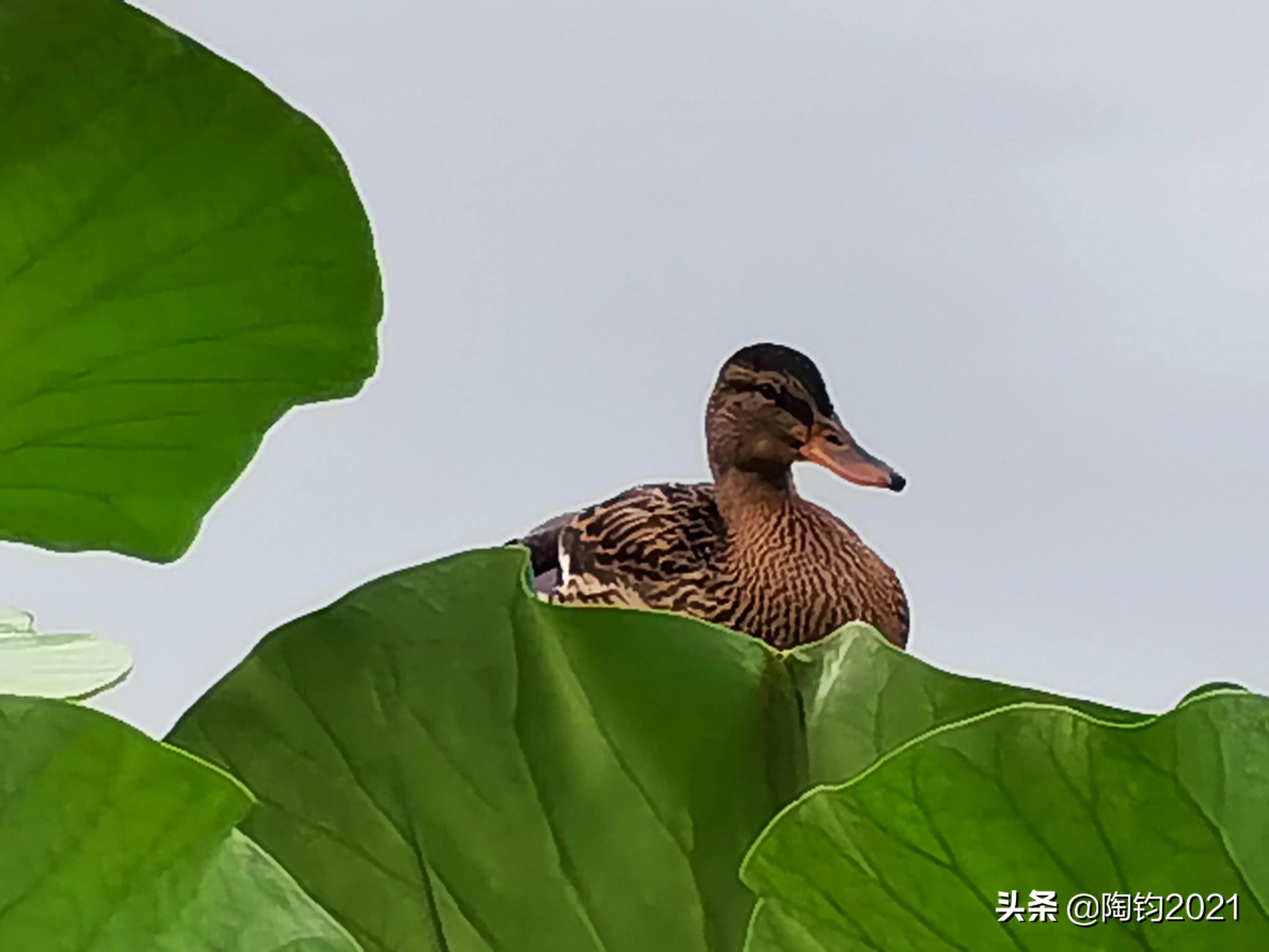 王维诗里惬意的生活,王维五律写景诗