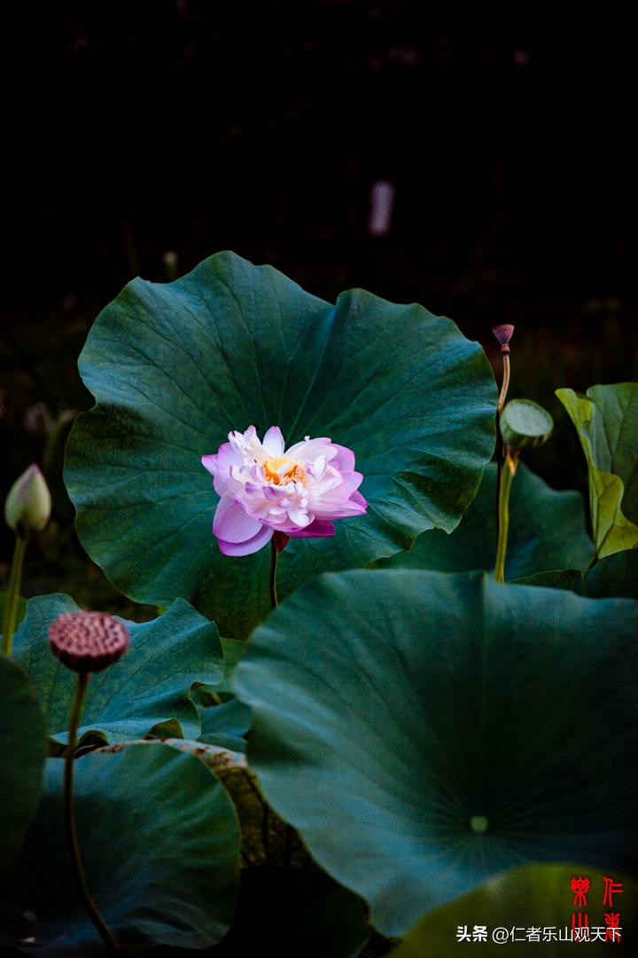 最后的摇曳——只为那绳命的回晃