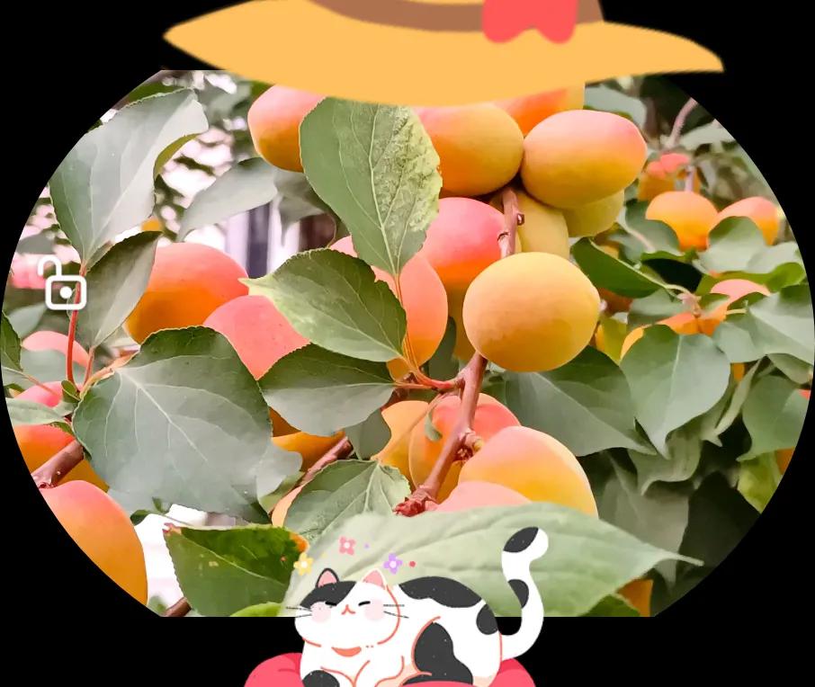 新鲜杏子怎么保存不变质,杏子的储藏方法和吃法