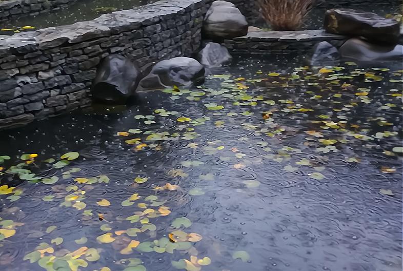 2023是千年一遇的黑兔年吗,2023年是不是黑兔年要注意些什么