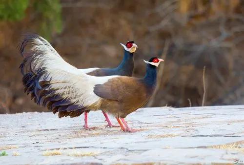 陕西农村出现巨型怪鸟,巨型鸡长500斤