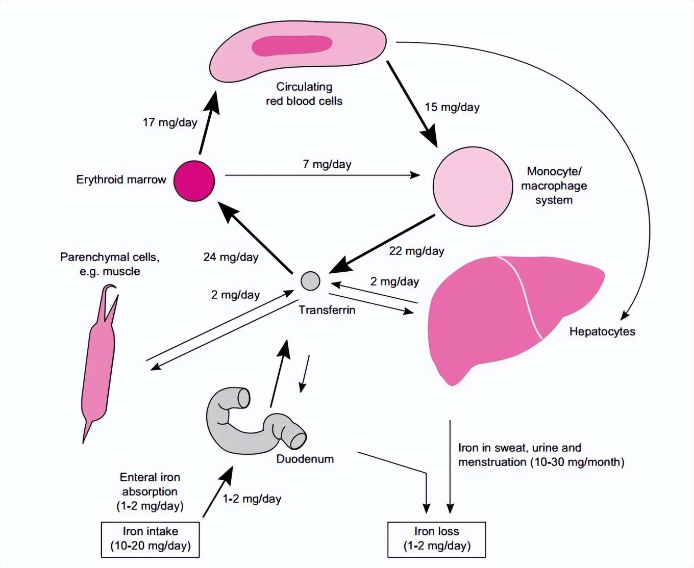 铁锅炒菜可缓解缺铁性贫血的原因,缺铁性贫血吃铁锅炒菜会补一点吗