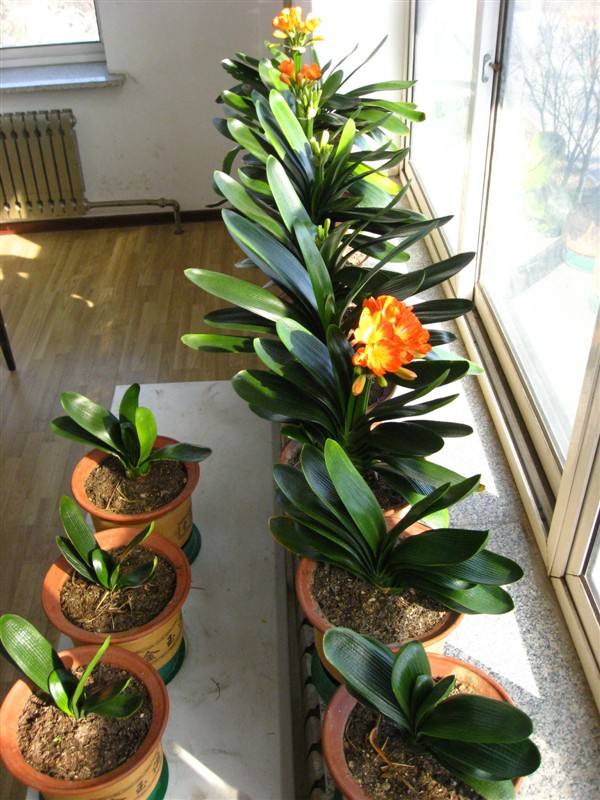 君子兰怎么摆放叶子不会长歪视频,君子兰在东阳台和南阳台正确摆放