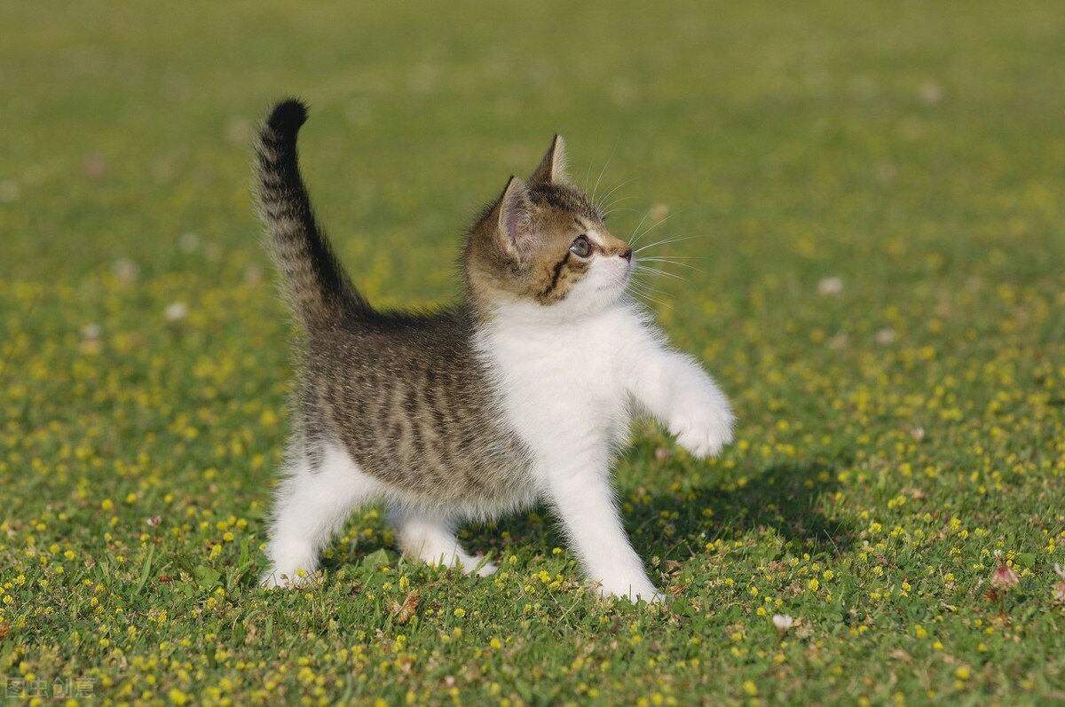 金星在十二星座的位置,金星在十二星座的爱情观