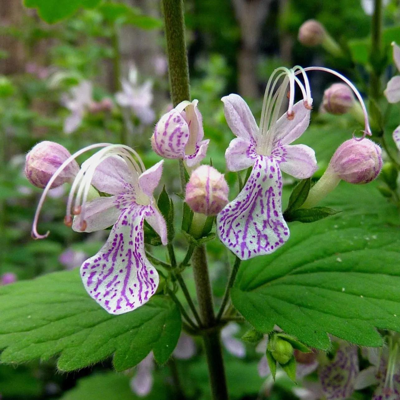 100种迷人的“数字花”,从零到一百万,真是太神奇了