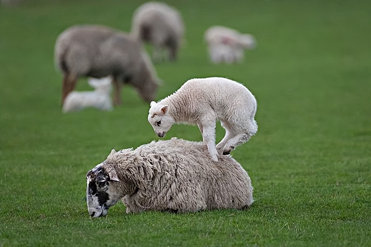 买头产母羊注意事项,入手养羊公羊和母羊要分开买吗