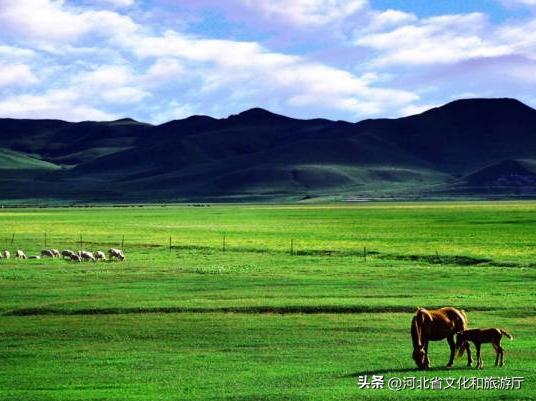 向河北,向着坝上草原出发