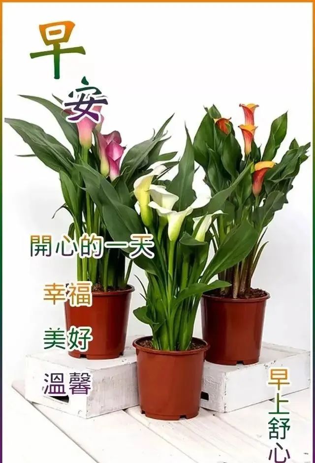 新的一周早安正能量句子图文,早安语录大全图文