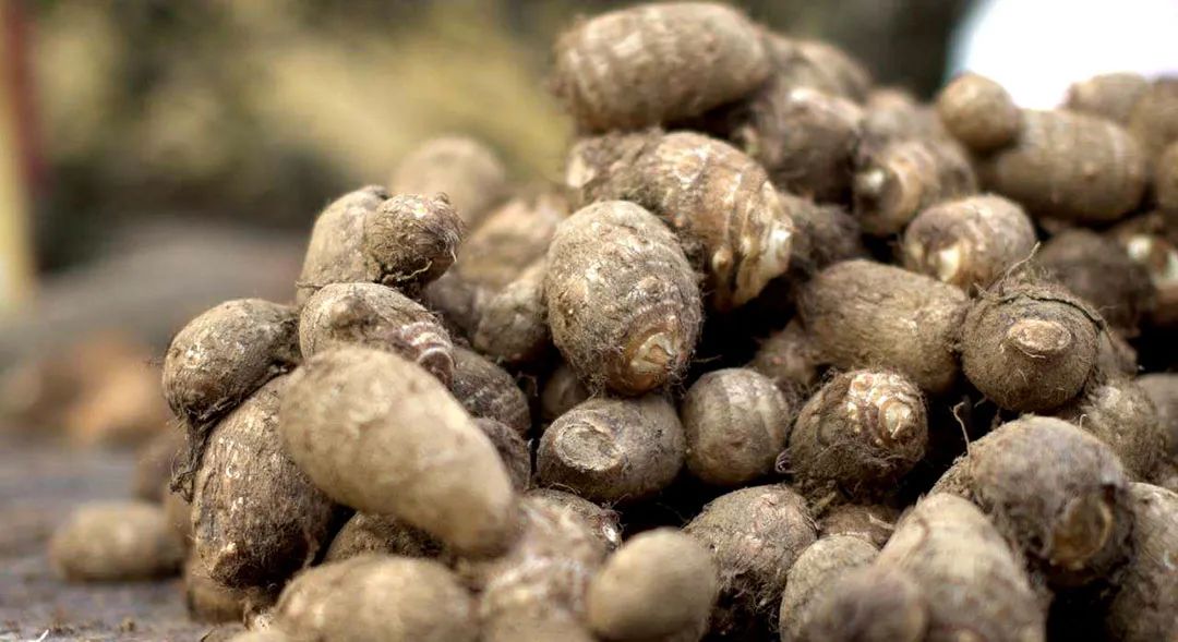 芋头高产窍门,芋头高产高效品种