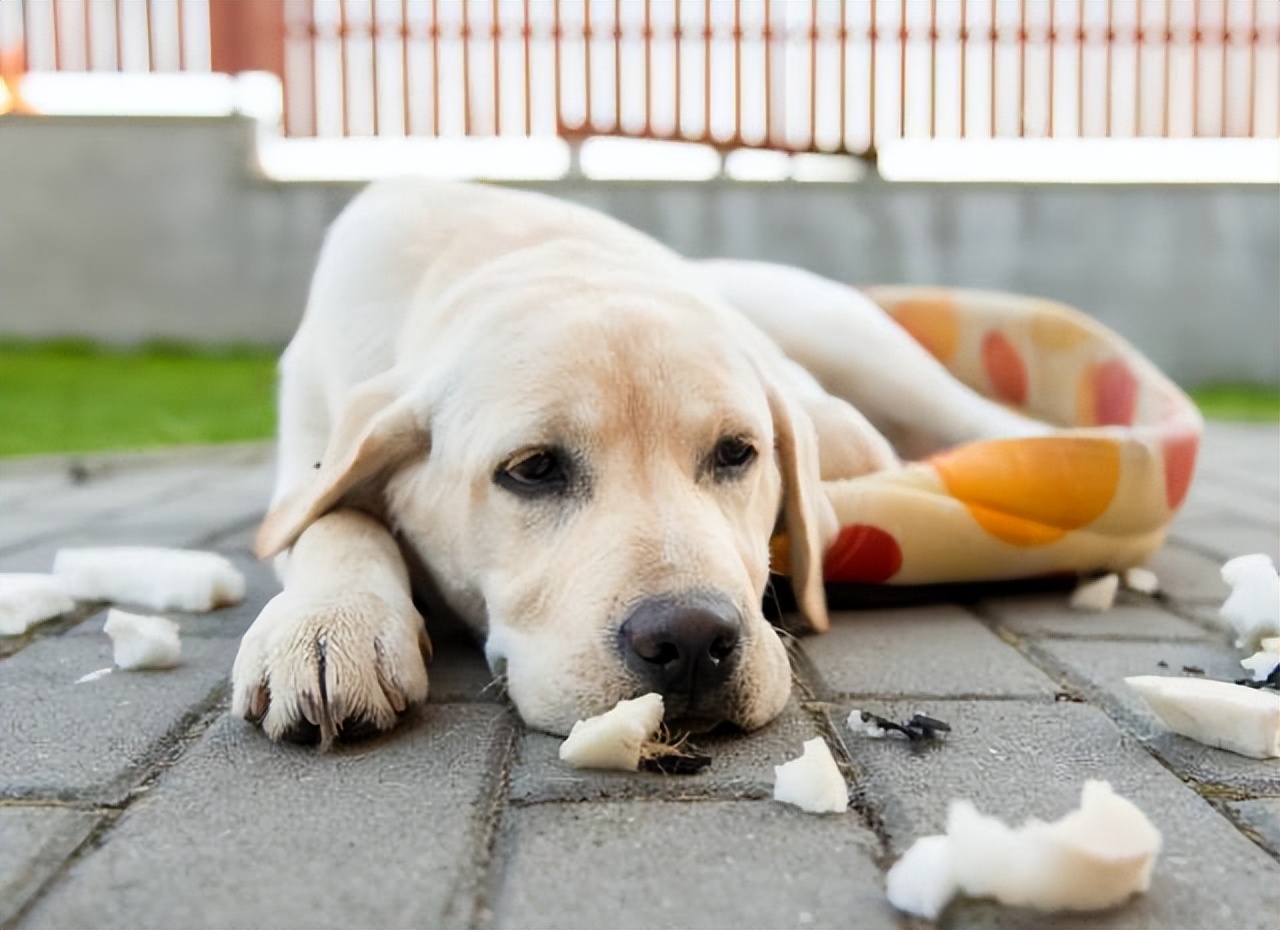 狗狗腹泻呕吐的原因与治疗方法,狗狗呕吐拉稀的常见原因有哪些