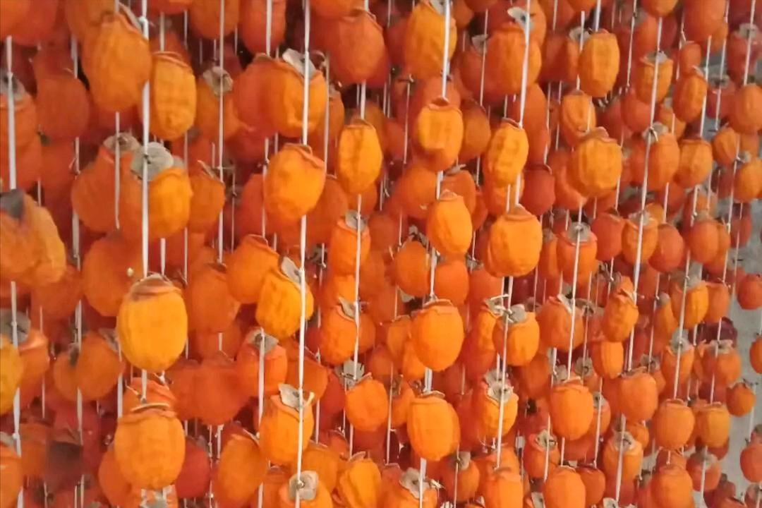 广西恭城月柿,桂林月柿