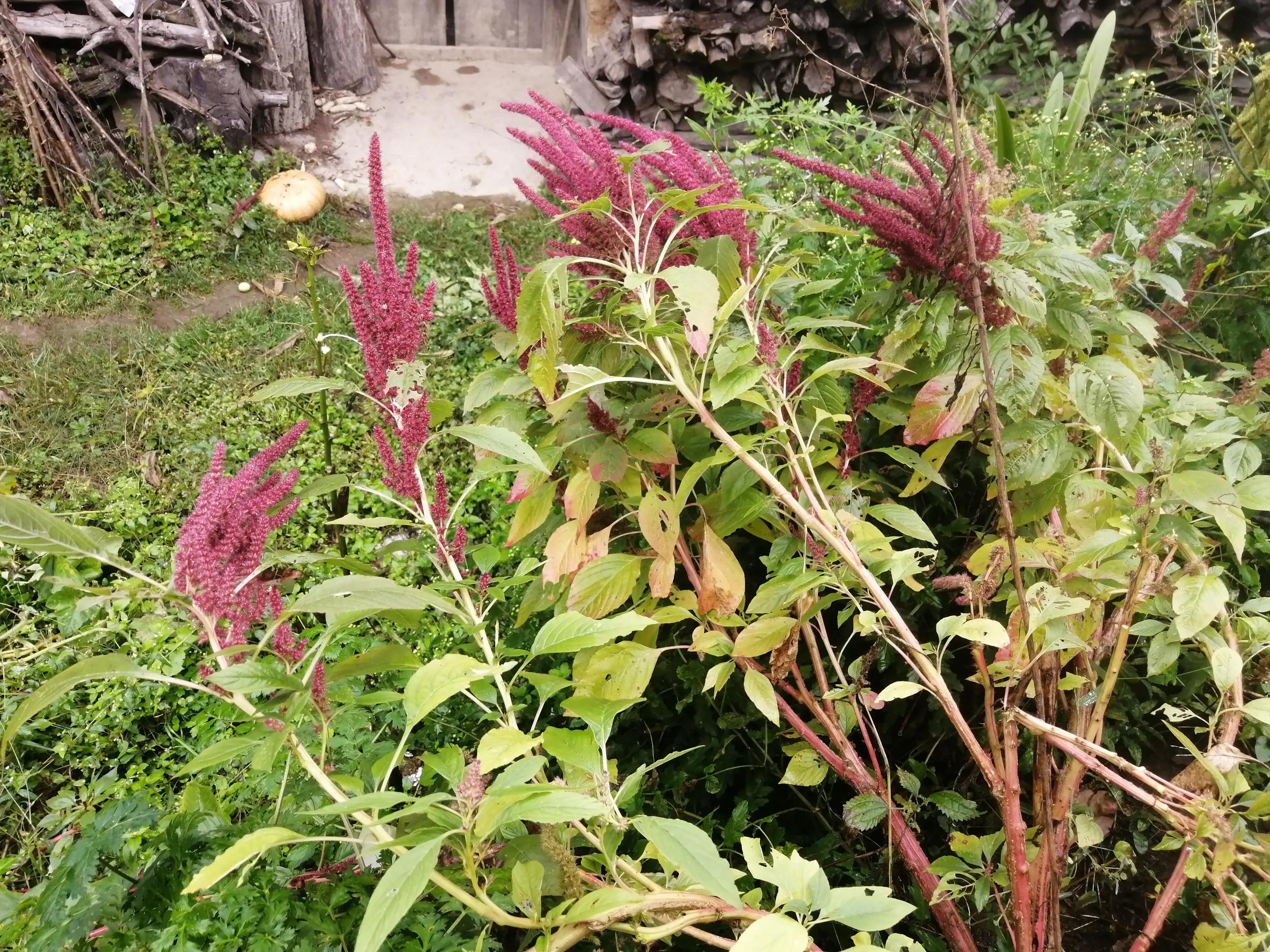家住重山岳上山（田园七言绝句一组十万大山外的山有诗情画意）