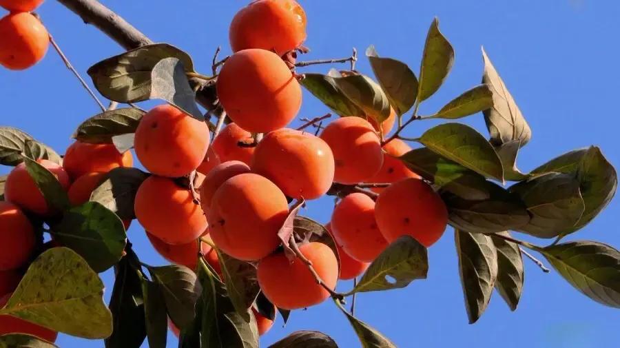 秋天的思念全部歌曲,秋天的思念纯音乐