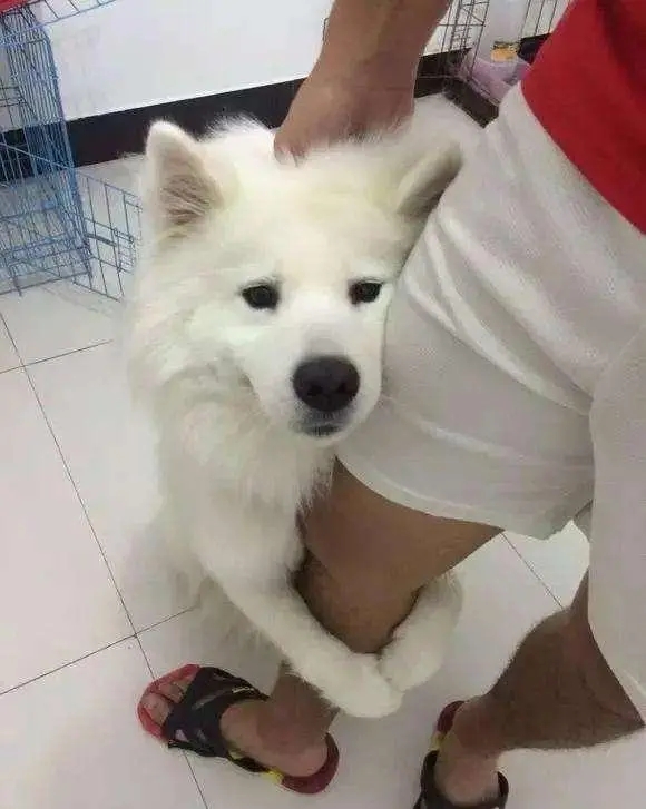 养巨型贵宾犬费钱吗哪方面费钱,一般巨型贵宾犬多少钱一只幼犬