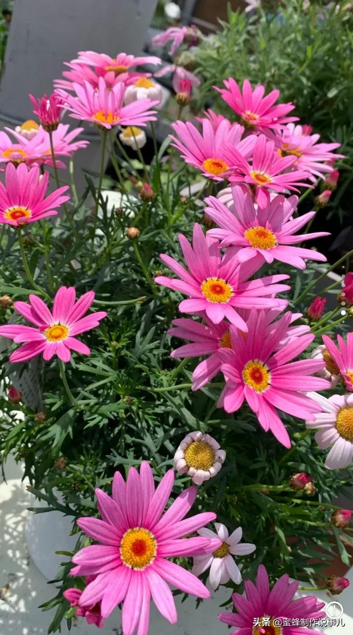 鸟语花香百花争艳让人陶醉,宁静祥和鸟语花香