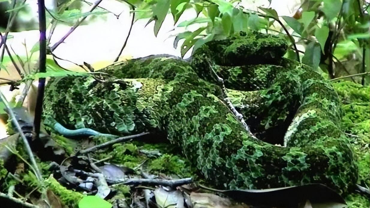 中国十大毒蛇纪录片完整版,中国哪个省毒蛇多