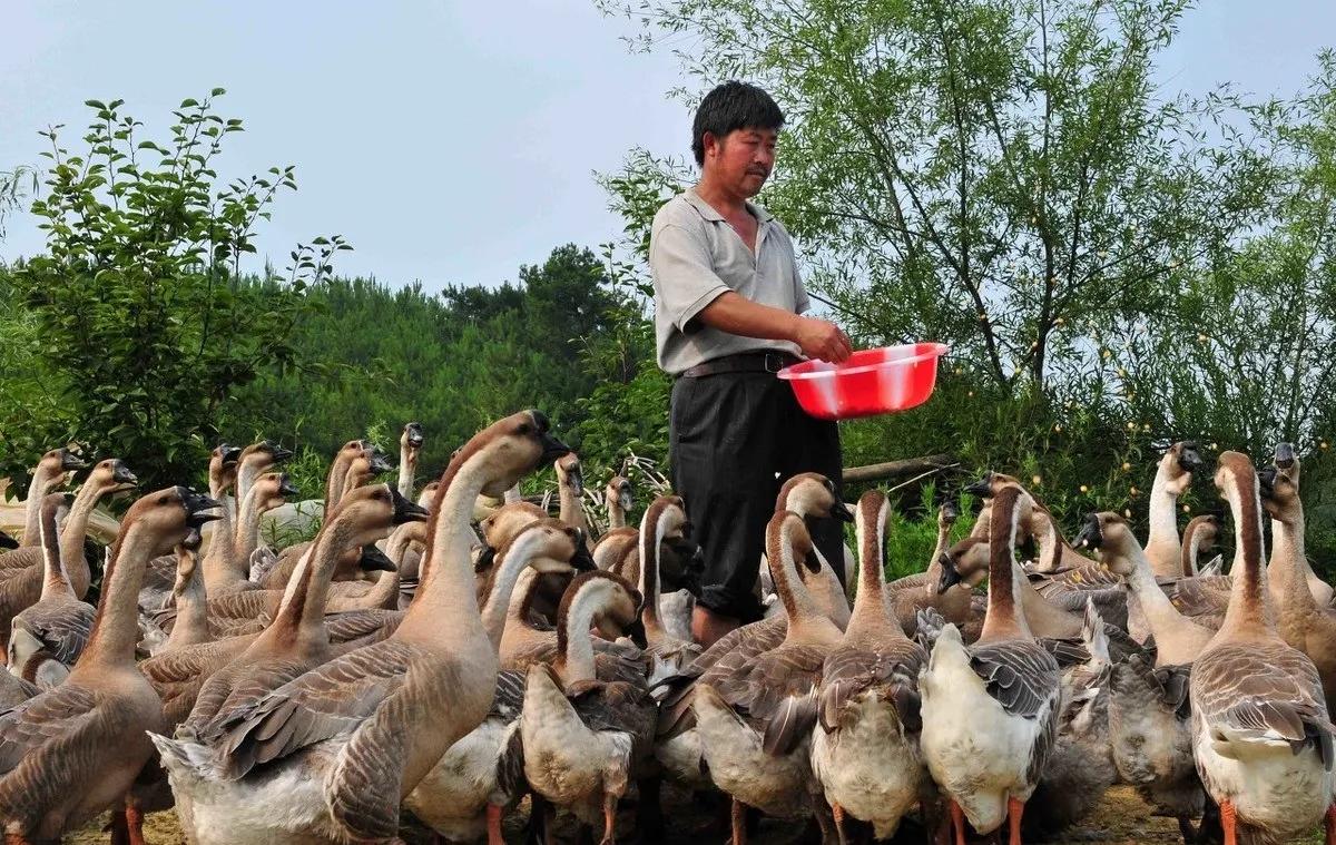 在农村搞养殖哪种可靠又赚钱,农村搞什么养殖不愁销路能赚钱