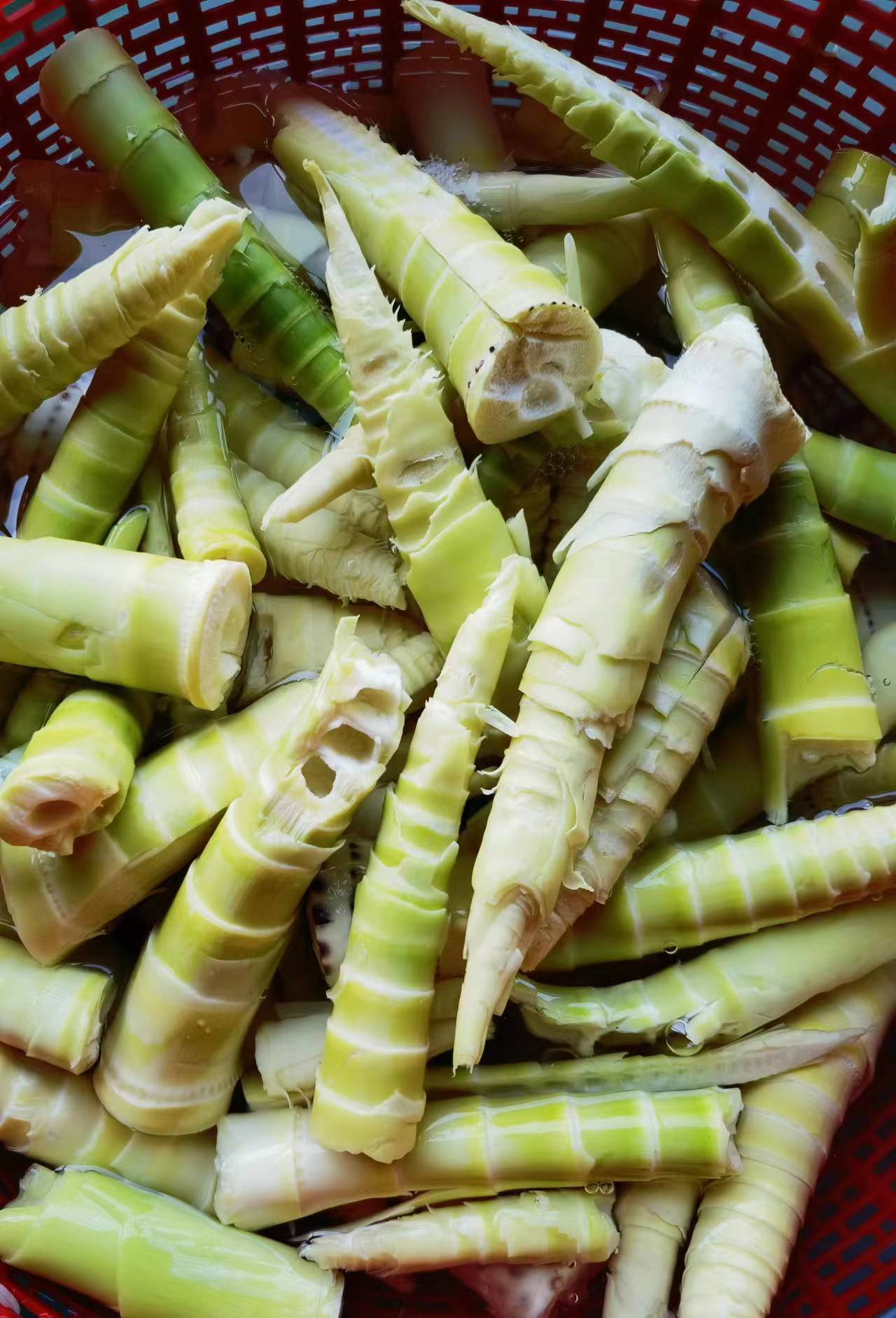 和园散记系列八：爹爹守护的竹满和园，是母亲的因果，看着我们