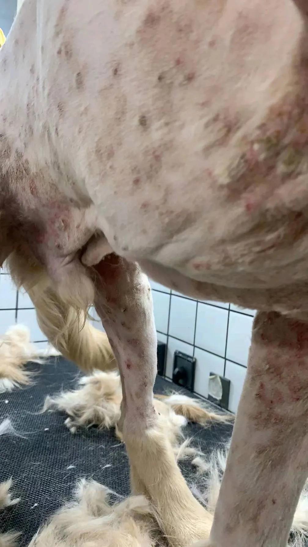 狗子得皮肤病了口服什么药,狗子得皮肤病怎么治