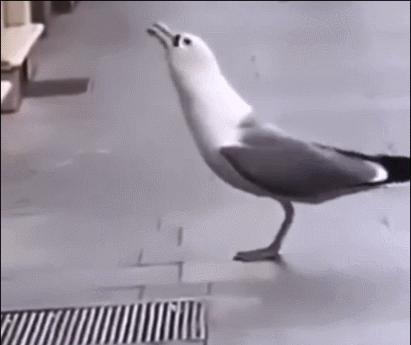 27张惊悚的动物照：青蛙被鼓风机活活风干，海鸥当街活吞大老鼠