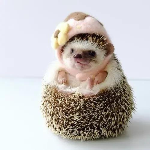 适合家养无异味的小动物,适合家养的无毛动物