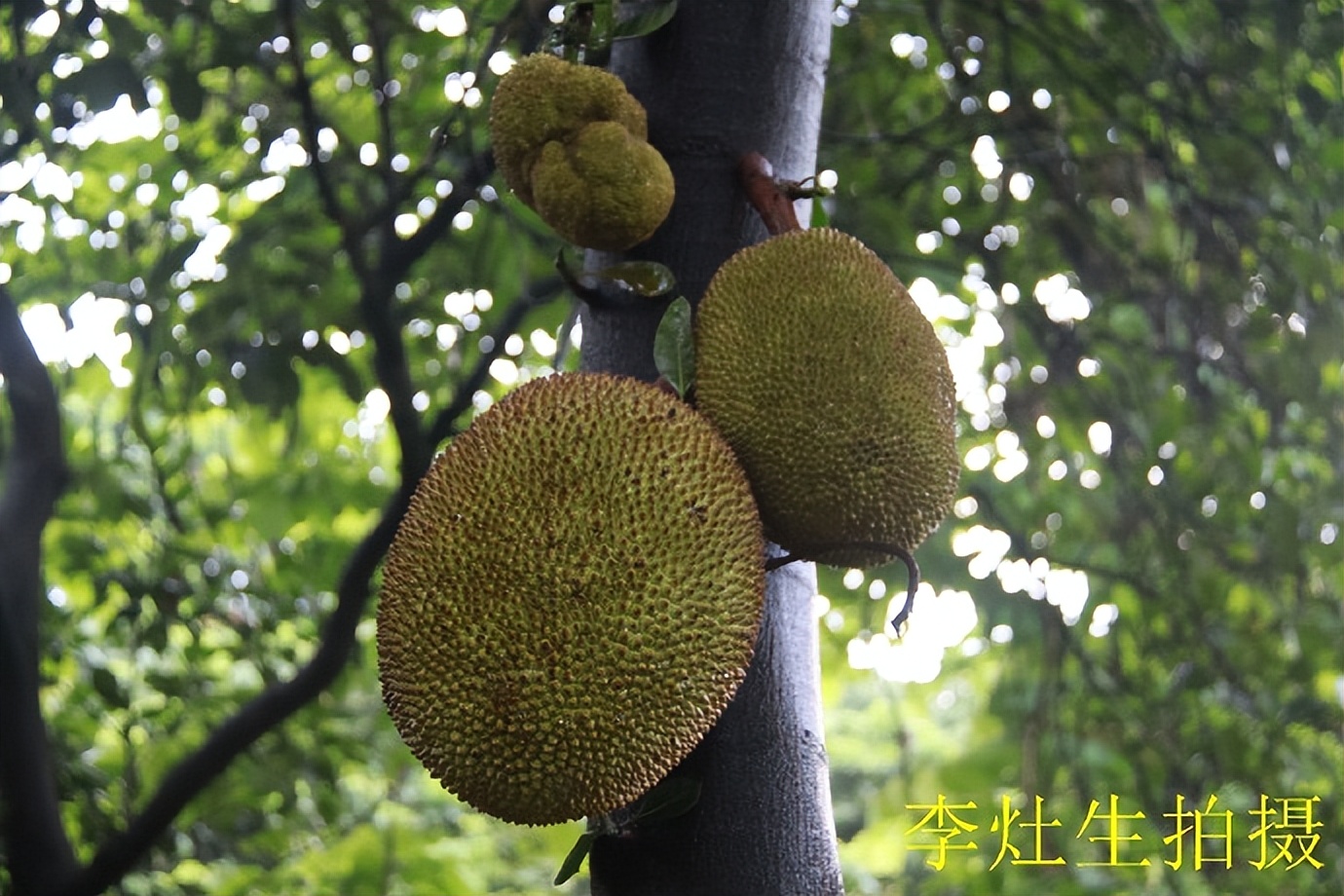 杨四将军庙简介,杨四将军庙在哪个位置