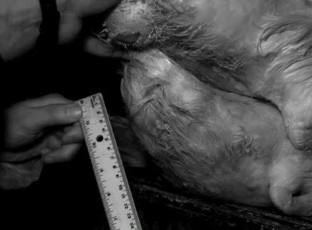 动物交,配时间表,最短0.3秒,最长的竟然是……