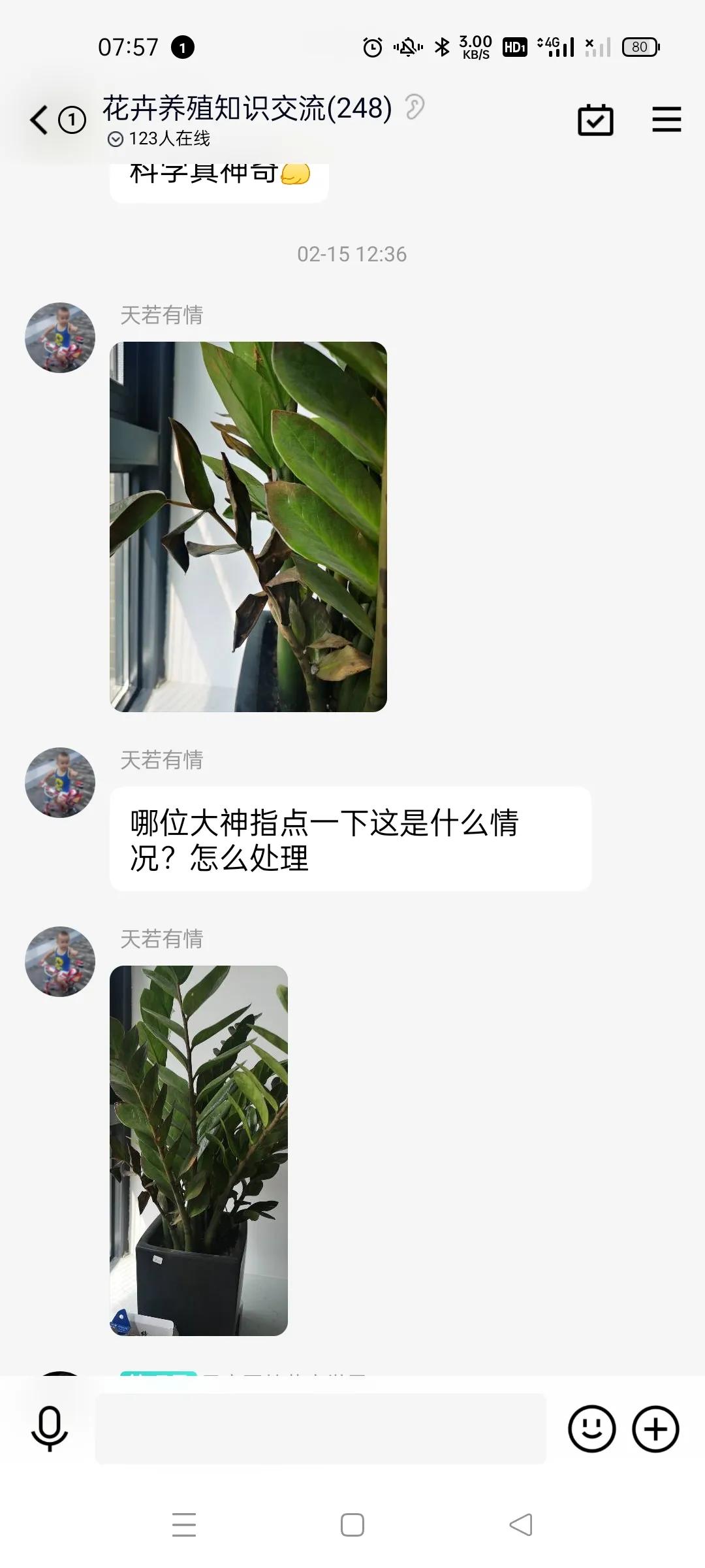 我家的绿植黄叶了怎么办,绿植出现病虫害怎么处理
