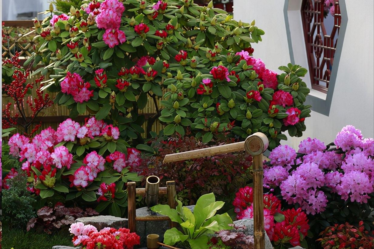 6种“昂贵花”，花钱不值得，纵使“美如仙”，十有八九养不活