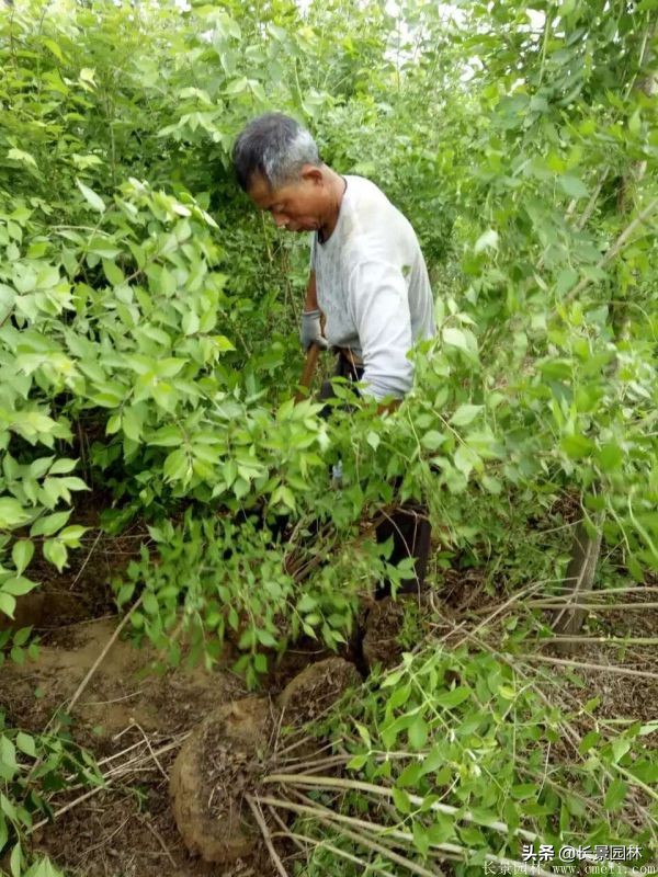 上海优质金银木价格,金银木价格一览表