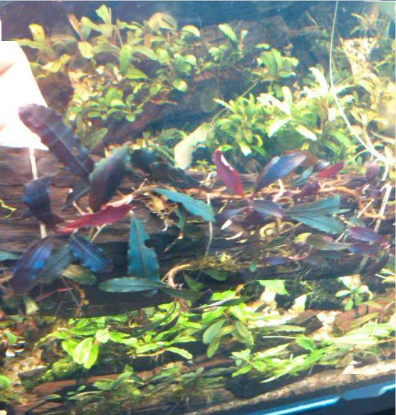 水下叶迷你辣椒榕,蓝精灵辣椒榕在水下开花吗